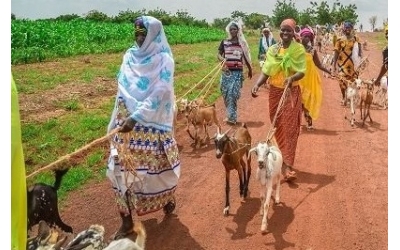 CANLI SÜT KEÇİSİ YARDIMI