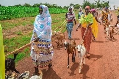 CANLI SÜT KEÇİSİ YARDIMI