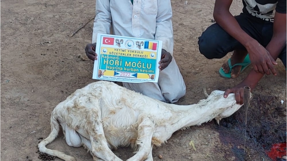 Afrika Çad bölgesinde kurban kesilip yetim ve yoksul ailelere dağıtıldı Kasım 2022